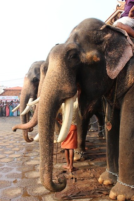 Kostenloser Download Elephant Festival Hindu - kostenloses Foto oder Bild zur Bearbeitung mit GIMP Online-Bildbearbeitung