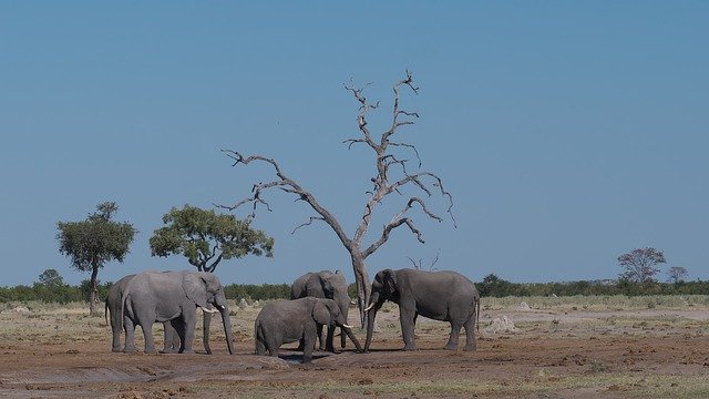 Free download Elephant Flock Africa -  free photo or picture to be edited with GIMP online image editor