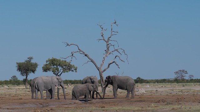 Unduh gratis Elephant Flock Africa - foto atau gambar gratis untuk diedit dengan editor gambar online GIMP