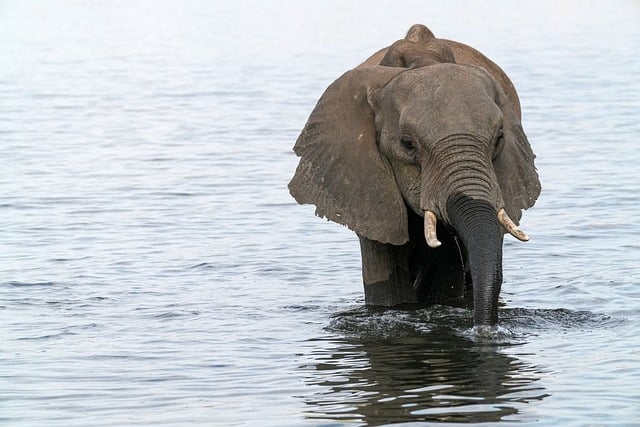 Free download elephant flow trunk water namibia free picture to be edited with GIMP free online image editor