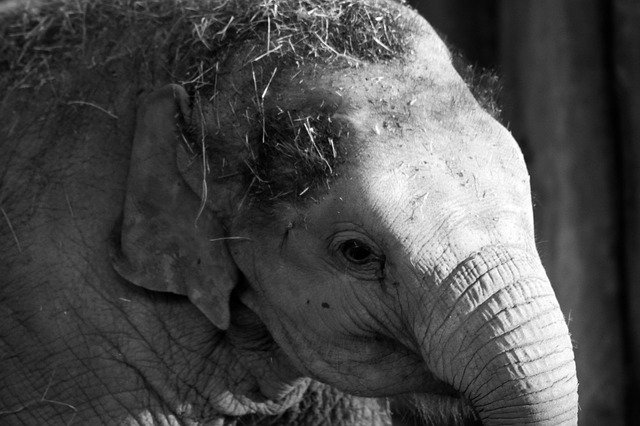 Free download Elephant Gray Large -  free photo or picture to be edited with GIMP online image editor