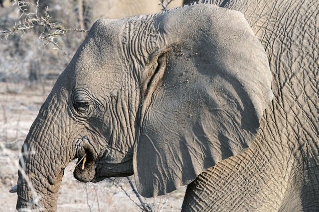 Free download elephant head steppe ears eyes free picture to be edited with GIMP free online image editor