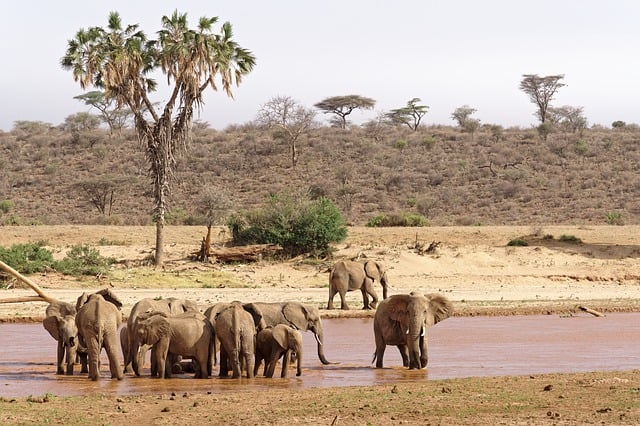 Free download elephant herd bath river savannah free picture to be edited with GIMP free online image editor