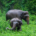 Elephant in deep forest  screen for extension Chrome web store in OffiDocs Chromium