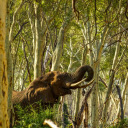 Elephant in the deep forest  screen for extension Chrome web store in OffiDocs Chromium