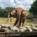 Elephant in the Grass Garden  screen for extension Chrome web store in OffiDocs Chromium