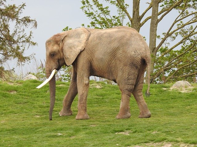 Free download Elephant Ivory Africa -  free photo or picture to be edited with GIMP online image editor