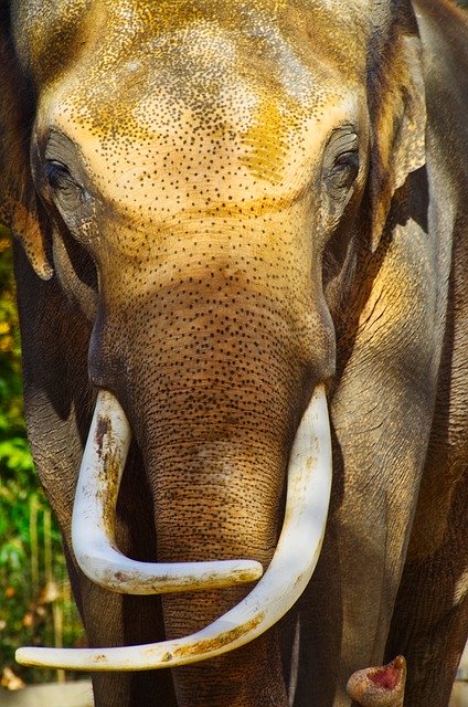 Free download Elephant Ivory Tusk -  free photo or picture to be edited with GIMP online image editor