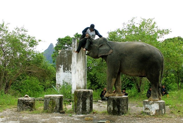 Téléchargement gratuit Elephant Lahat Indonesian - photo ou image gratuite à éditer avec l'éditeur d'images en ligne GIMP