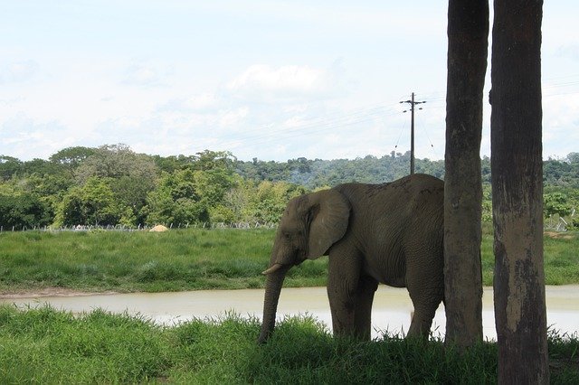 הורדה חינם של Elephant Lake Summer - תמונה או תמונה בחינם לעריכה עם עורך התמונות המקוון של GIMP