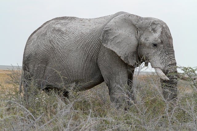 Free download elephant large tusk nature etosha free picture to be edited with GIMP free online image editor