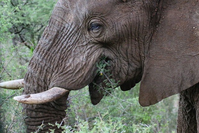 Free download elephant mammal tusks eye nature free picture to be edited with GIMP free online image editor