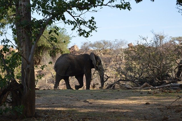 Free download Elephant Mapungupwe Wild -  free photo or picture to be edited with GIMP online image editor