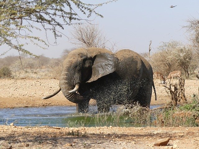 Free download Elephant Namibia Africa National -  free photo or picture to be edited with GIMP online image editor