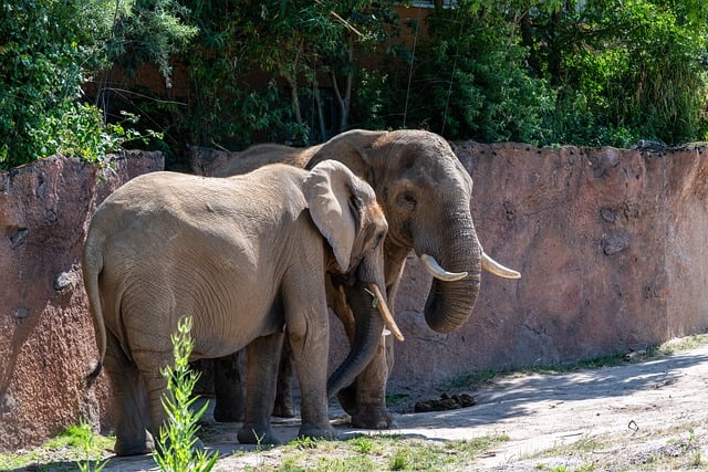 Free download elephant nature africa wildlife free picture to be edited with GIMP free online image editor