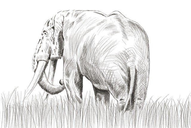 Free download Elephant Nature Pencil -  free illustration to be edited with GIMP free online image editor