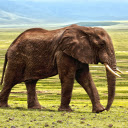 Elephant on the grassland  screen for extension Chrome web store in OffiDocs Chromium