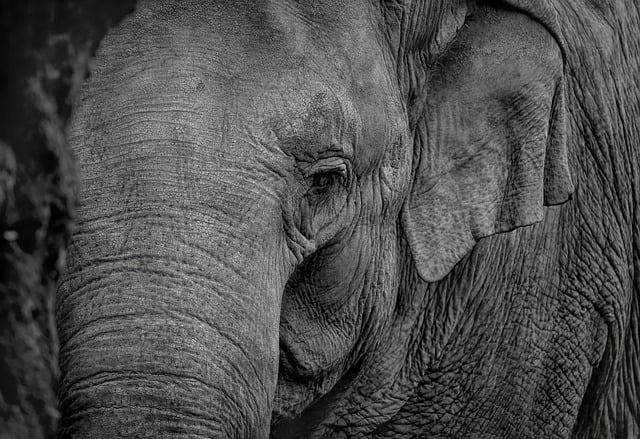 Free download elephant pachyderm trunk free picture to be edited with GIMP free online image editor