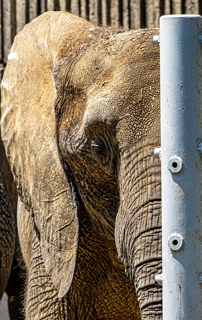 Free download elephant pole zoo mammal animal free picture to be edited with GIMP free online image editor