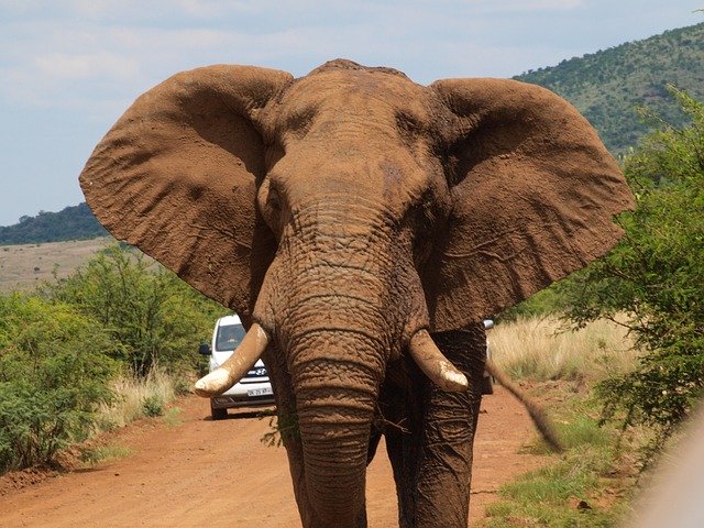 دانلود رایگان Elephant Safari - عکس یا عکس رایگان قابل ویرایش با ویرایشگر تصویر آنلاین GIMP