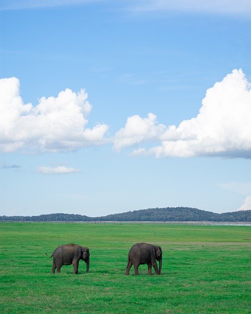 Téléchargement gratuit Elephant Safari Green - photo ou image gratuite à modifier avec l'éditeur d'images en ligne GIMP