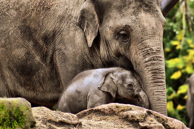 دانلود رایگان عکس جانوران گونه های سافاری فیل برای ویرایش با ویرایشگر تصویر آنلاین رایگان GIMP