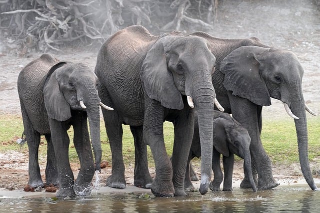 Free download elephants africa nature herd water free picture to be edited with GIMP free online image editor