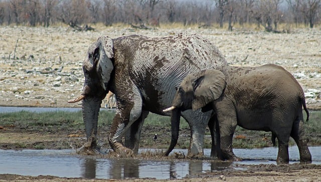 Free download elephants africa nature wildlife free picture to be edited with GIMP free online image editor