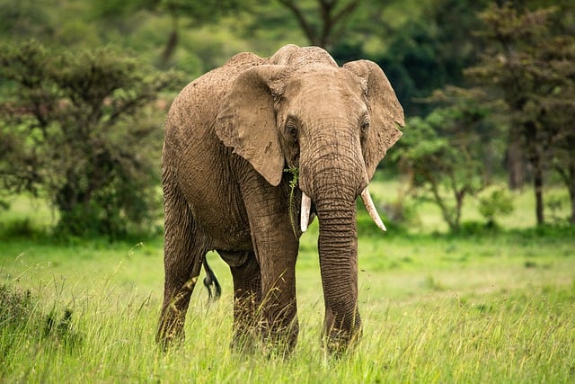Free download elephants african bush elephants free picture to be edited with GIMP free online image editor