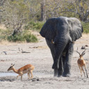 Elephants and antelopes  screen for extension Chrome web store in OffiDocs Chromium