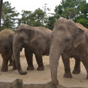 Elephants and long trunks  screen for extension Chrome web store in OffiDocs Chromium