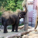 Elephants are friends of the people  screen for extension Chrome web store in OffiDocs Chromium