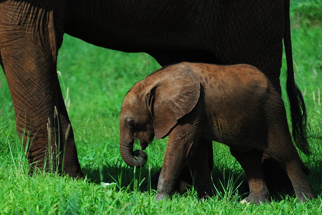 Free download elephants baby trunk motherhood free picture to be edited with GIMP free online image editor