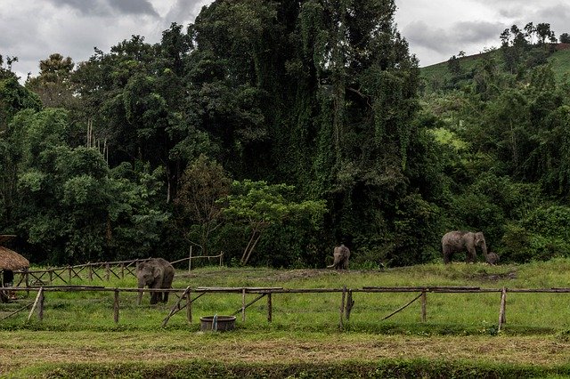 Free download Elephants Chiang Mai Thailand -  free photo or picture to be edited with GIMP online image editor