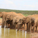 Elephants drink water  screen for extension Chrome web store in OffiDocs Chromium