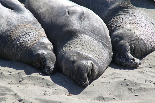 Muat turun percuma Elephant Seal Coast - foto atau gambar percuma untuk diedit dengan editor imej dalam talian GIMP
