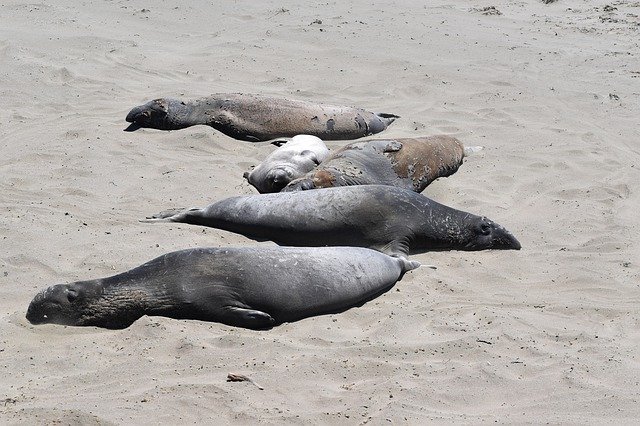 Free download Elephant Seal Sand Beach -  free photo or picture to be edited with GIMP online image editor