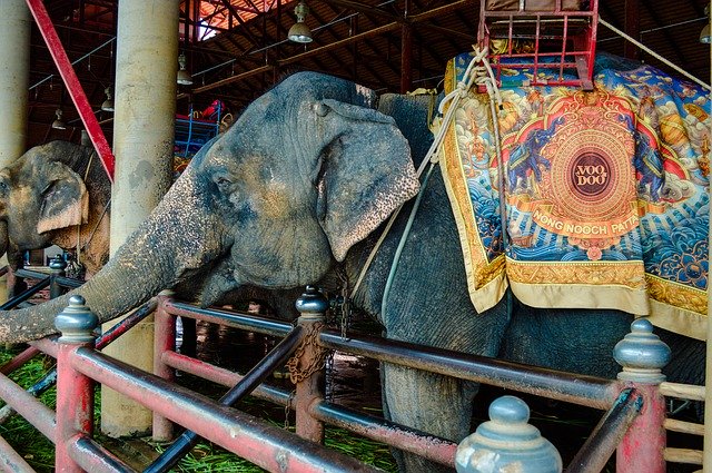 Téléchargement gratuit Elephants Elephant Cambodge - photo ou image gratuite à éditer avec l'éditeur d'images en ligne GIMP