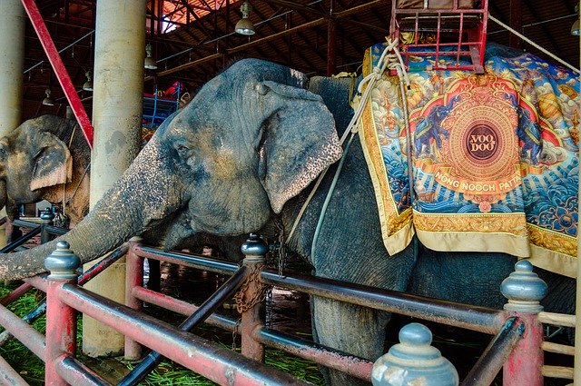 Free download Elephants Elephant Cambodia -  free photo or picture to be edited with GIMP online image editor