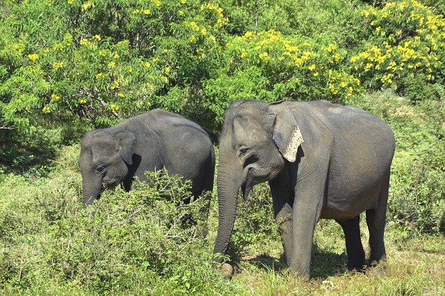 Free download Elephants Elephant Nature -  free photo or picture to be edited with GIMP online image editor