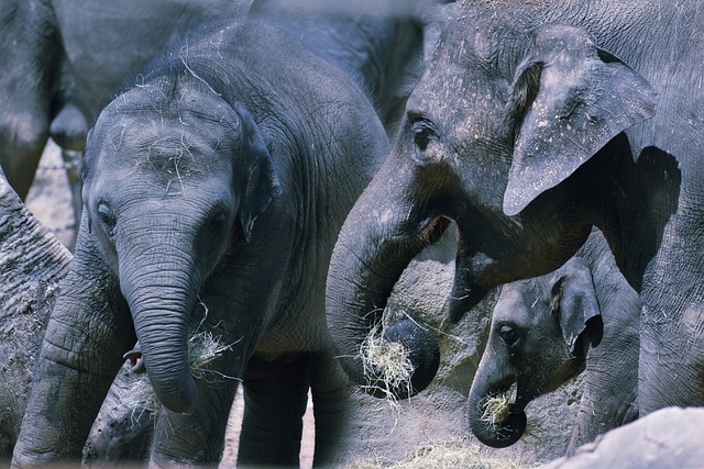Free picture Elephants Family Baby Elephant -  to be edited by GIMP free image editor by OffiDocs