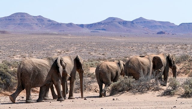 Free download elephants herd desert namib free picture to be edited with GIMP free online image editor