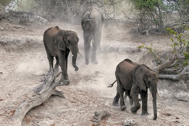 Free download elephants herd dust sand tomorrow free picture to be edited with GIMP free online image editor