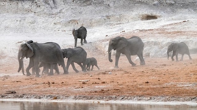 Free download elephants herd water thirsty free picture to be edited with GIMP free online image editor