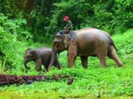 Free download Elephants free photo or picture to be edited with GIMP online image editor