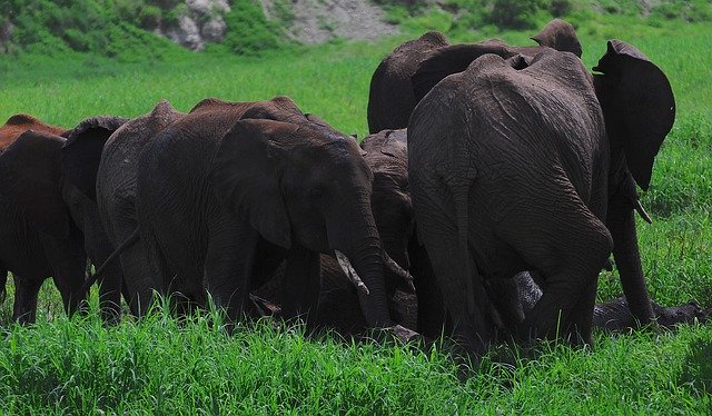 دانلود رایگان Elephant Skincare Elephants - عکس یا تصویر رایگان قابل ویرایش با ویرایشگر تصویر آنلاین GIMP