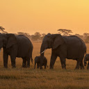 Elephants on the Wilderness  screen for extension Chrome web store in OffiDocs Chromium