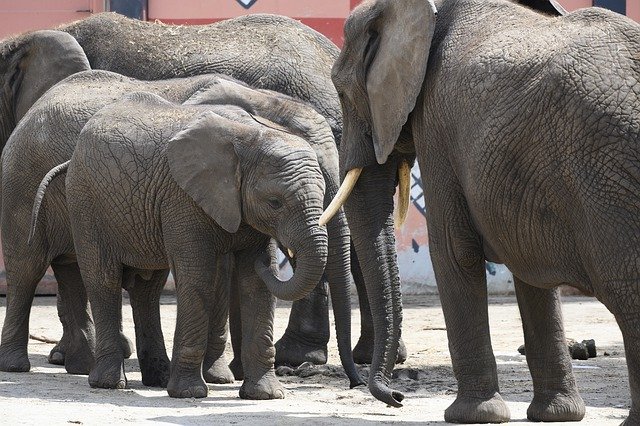 Descărcare gratuită Elephants Pachyderm Nature - fotografie sau imagini gratuite pentru a fi editate cu editorul de imagini online GIMP