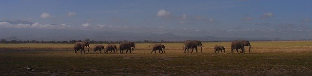 הורדה חינם Elephants Panorama Kenya - תמונה או תמונה בחינם לעריכה עם עורך התמונות המקוון GIMP