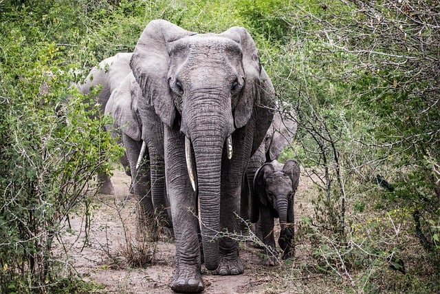 Free download elephants safari wild animals free picture to be edited with GIMP free online image editor